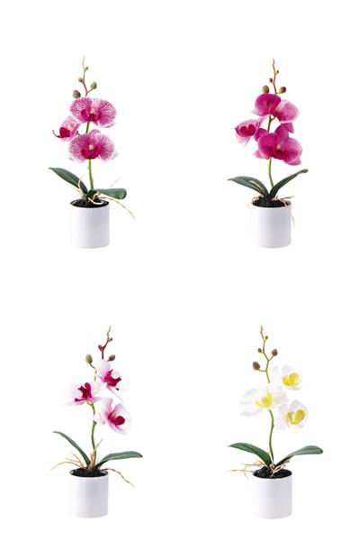 STAR VASO ORCHIDEA DM.5XH.27 ASS4COL 