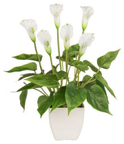 VEA PIANTA CALLA X6 H.45 CHI47654 