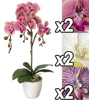 VEA ORCHIDEA VASO 54CM 3ASS MEI60170 
