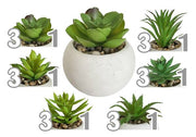 VEA PIANTA GRASSA 8X8X9CM 6ASS GHA60516 