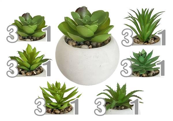 VEA PIANTA GRASSA 8X8X9CM 6ASS GHA60516 