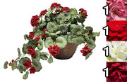 VEA VASO GERANI 55X55X40CM 4ASS SIL61557 DA APPENDERE